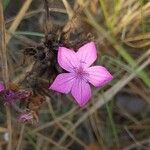 Dianthus borbasii Floro