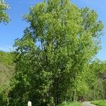 Populus nigra Habitat