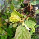 Fothergilla gardenii Lehti