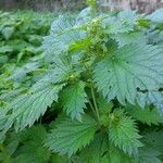 Urtica urens Ліст