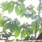 Cecropia obtusa Fuelha