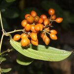 Smilax domingensis Fruto