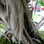 Ficus padana പുറംതൊലി