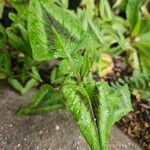 Persicaria capitata Leaf
