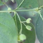 Chiococca alba Meyve