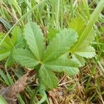 Potentilla anglica Листок