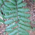 Cyathea arborea Hoja