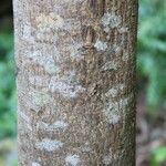 Schinus terebinthifolius Kůra