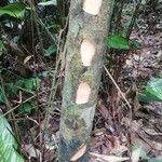 Massularia acuminata 樹皮