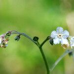 Andersonglossum virginianum 花