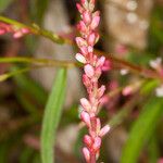 Persicaria minor Fleur