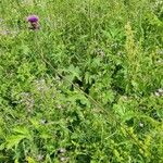 Cirsium rivulare Yeri