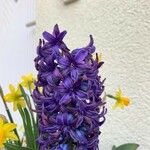 Hyacinthus orientalisFlor