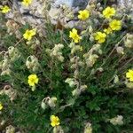 Helianthemum canum Blomst