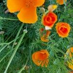 Eschscholzia californicaFlower