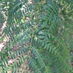 Jacaranda cuspidifolia Hoja