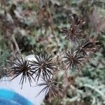 Bidens bipinnata Ffrwyth