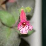 Kohleria amabilis 花