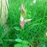 Serapias lingua Flor