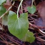 Rumex scutatus Hoja