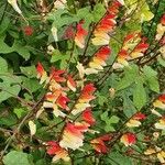 Ipomoea lobata Цвят