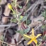 Hypericum triquetrifolium Leaf