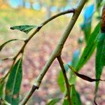 Salix × pendulina Bark