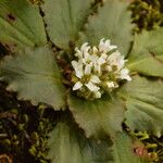 Micranthes virginiensis Flor