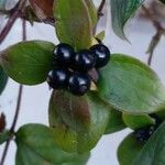 Lonicera japonica Fruit