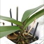Phalaenopsis spp. पत्ता