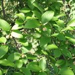 Stewartia pseudocamellia Folla