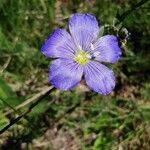 Linum alpinum Flower