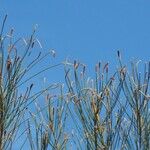 Casuarina glauca Λουλούδι