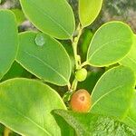 Breynia vitis-idaea Plod