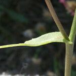 Tripolium pannonicum Leaf