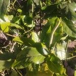 Piper tuberculatum Blad