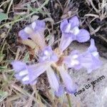 Orobanche nana Кветка