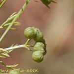 Bifora testiculata Плод