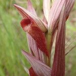 Serapias vomeracea Virág