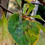 Crataegus crus-galli Folio