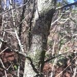 Quercus fusiformis Bark