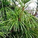 Sciadopitys verticillata Libunga