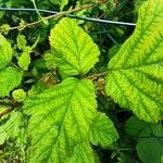 Rubus sulcatus Φύλλο