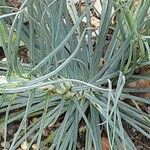 Asphodeline lutea برگ