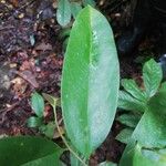 Xylopia rubescens Leaf