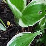 Hosta plantaginea Blatt