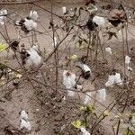 Gossypium barbadense Mbuma
