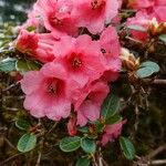 Rhododendron chamaethomsonii Blüte