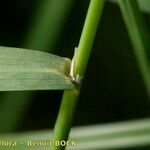 Calamagrostis canescens Écorce