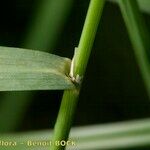 Calamagrostis canescens Φλοιός